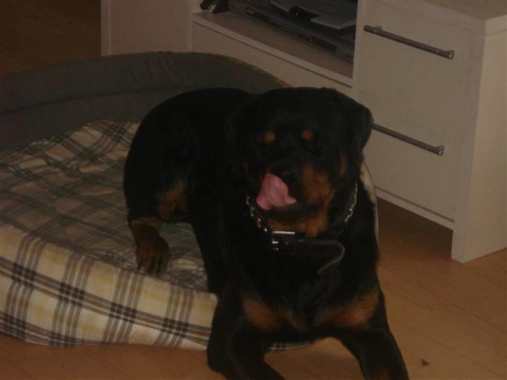 Rottweiler STUMP billede 4