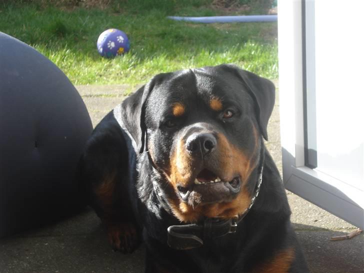 Rottweiler STUMP billede 5