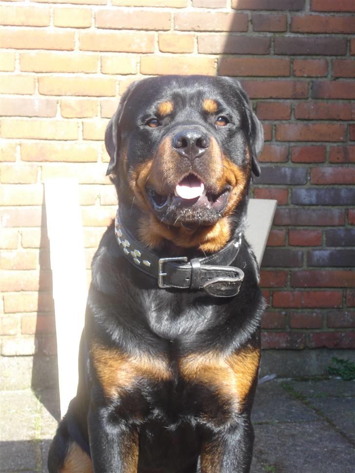 Rottweiler STUMP billede 6