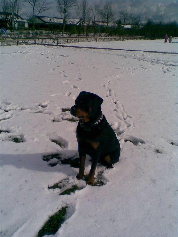 Rottweiler STUMP billede 7