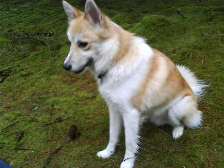 Islandsk fårehund Aiko billede 10