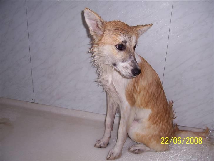 Islandsk fårehund Aiko - "Det er ikke spor sjovt!" billede 11