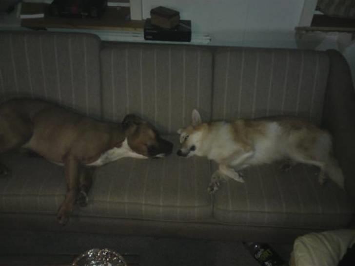 Islandsk fårehund Aiko - Aiko og Bailey:) billede 12