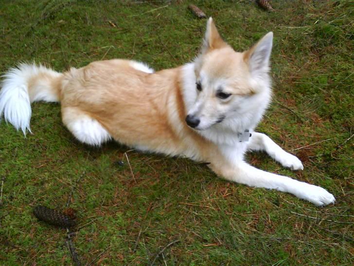 Islandsk fårehund Aiko billede 13