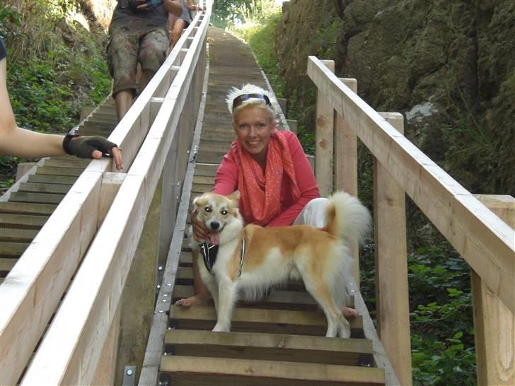 Islandsk fårehund Aiko - Der var rigtig mange trapper! Ikke nemt at gå med hund med fart på! billede 14