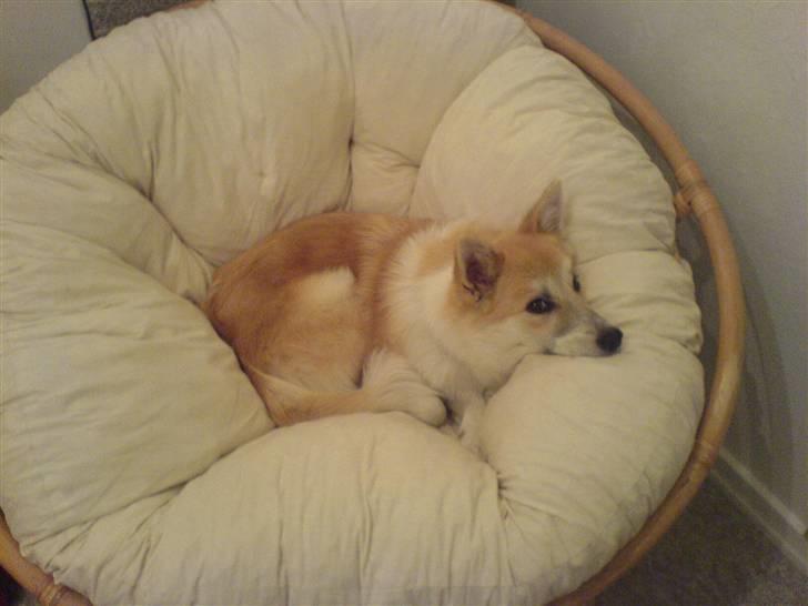 Islandsk fårehund Aiko - Go´Nat! billede 15