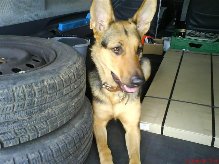 Blanding af racer Herdis billede 10