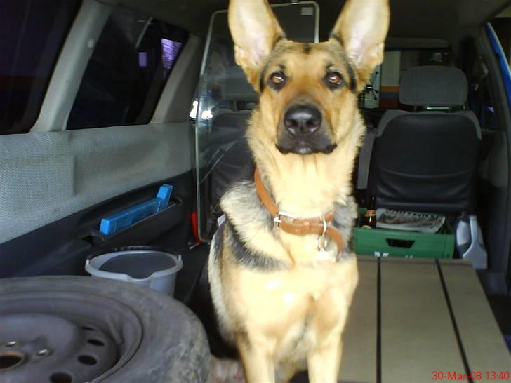 Blanding af racer Herdis billede 11