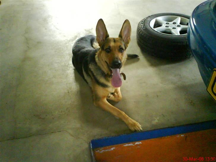 Blanding af racer Herdis - Med far ude og lave bil billede 12