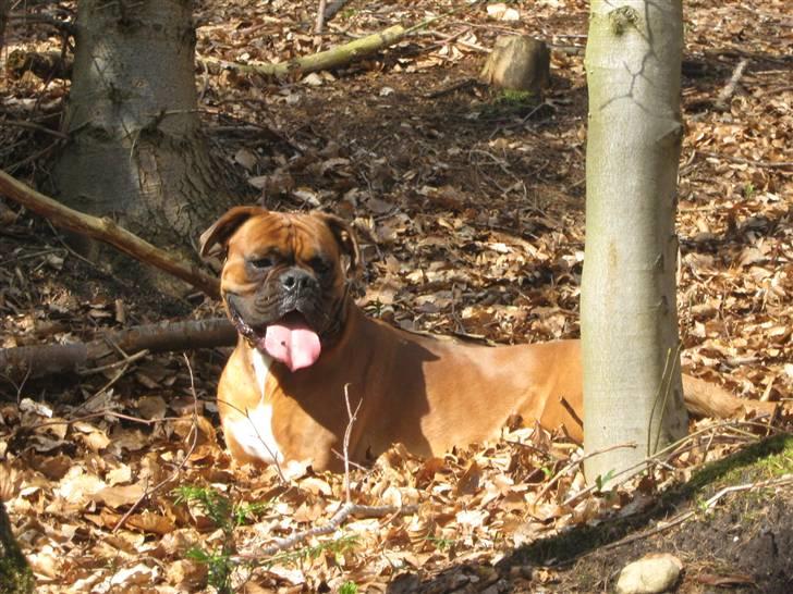 Boxer Champion Chiko billede 13