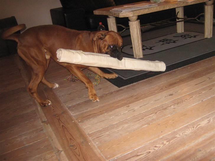 Boxer Champion Chiko - uh..! jeg har lige fået et kæmpe gnaveben af far...   det bar´ sjovt..! billede 14