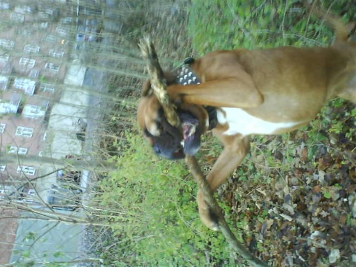 Boxer Champion Chiko billede 15