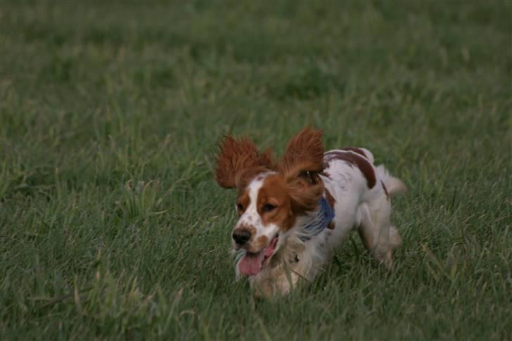 Cocker spaniel Freddy - Se mor se, billede 12