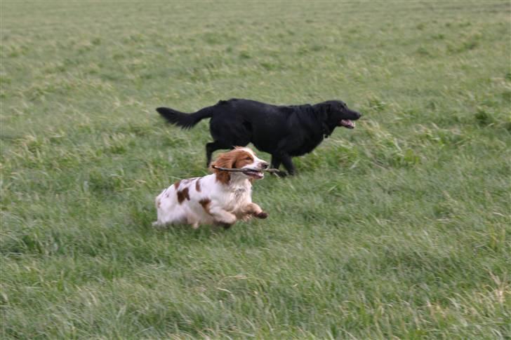 Cocker spaniel Freddy - det er MIN pind billede 13