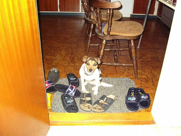 Dansk svensk gaardhund molly billede 8