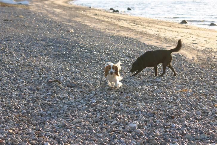 Cocker spaniel Freddy - en tur ved vandet billede 14