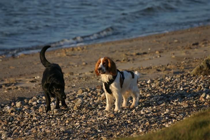 Cocker spaniel Freddy - Hey, hvad sig´ du? billede 15