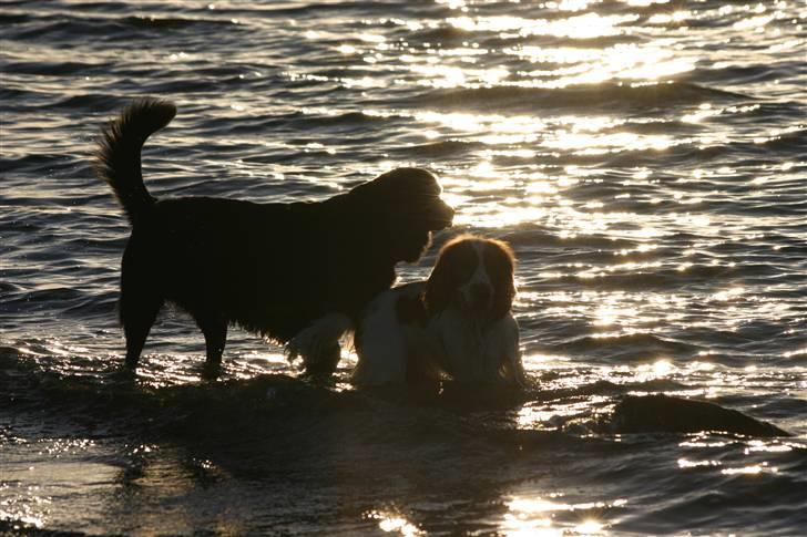 Cocker spaniel Freddy - Os vandhunde? nej da billede 16