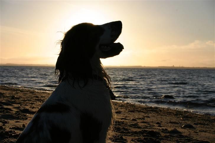 Cocker spaniel Freddy - Et siluet (staves) af freyyd, syntes selv det er fint billede 17