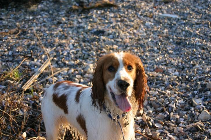 Cocker spaniel Freddy - Py jeg er træt nu mor, men vil da ikk hjem nu billede 18