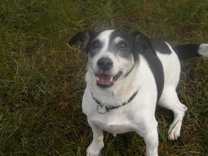 Jack russell terrier Funny R.I.P billede 18