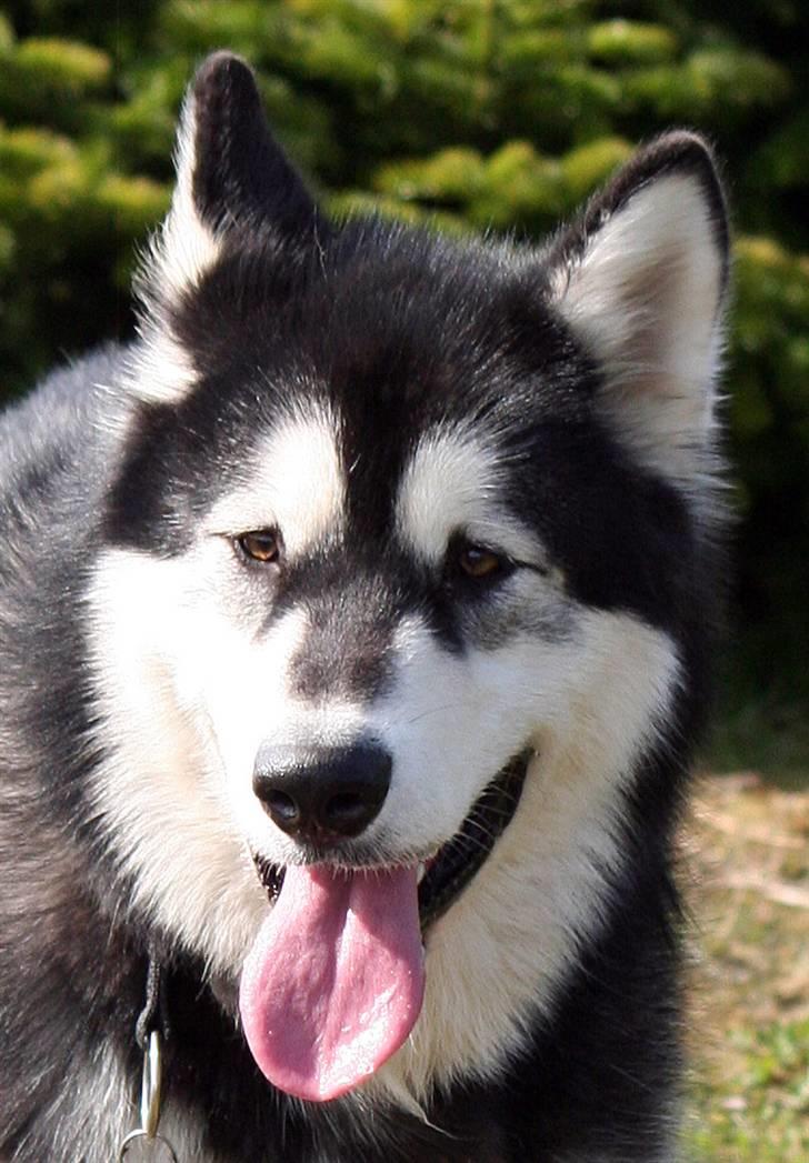 Alaskan malamute Maluq    R.I.P  august 2011 - forårsbillede 2008 billede 20