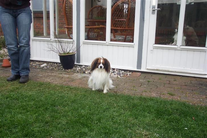 Phalene BS - her er han den dejlige BS billede 1