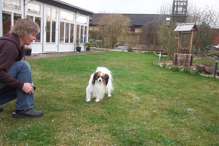 Phalene BS - leger i haven billede 2