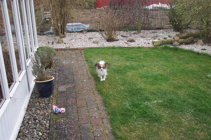 Phalene BS - min hundemor indi kan se herinde billede 4