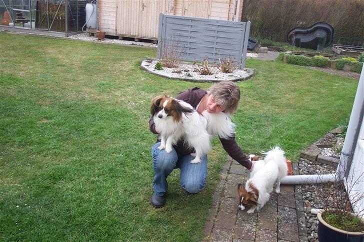 Phalene BS - på skødet af min mor :) dejligt billede 5