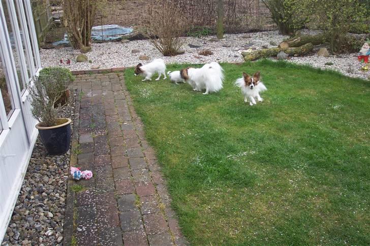 Phalene BS - i god leg med min mor, halvsøster og luka billede 6