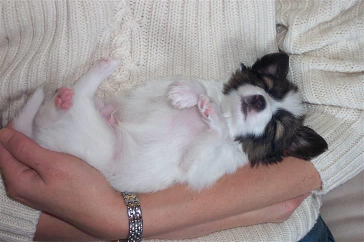 Phalene BS - er jeg ikke lækker billede 7