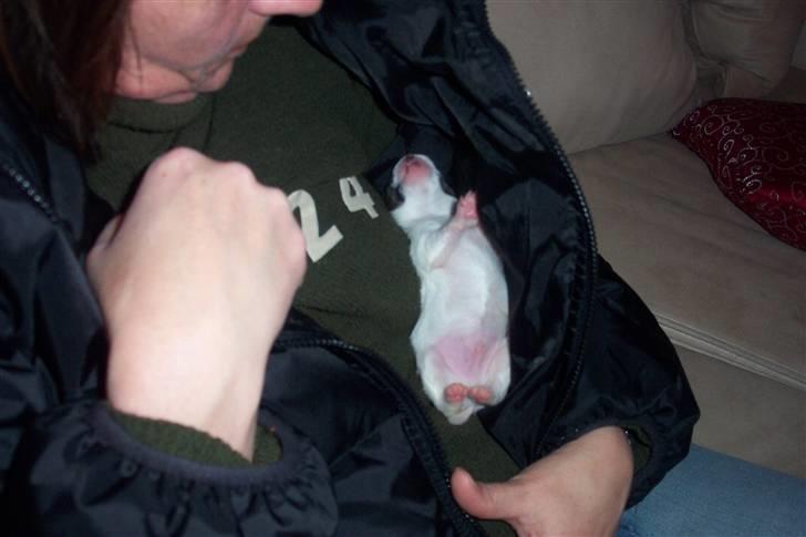 Phalene BS - mor fulgte mig fra fødslen billede 8