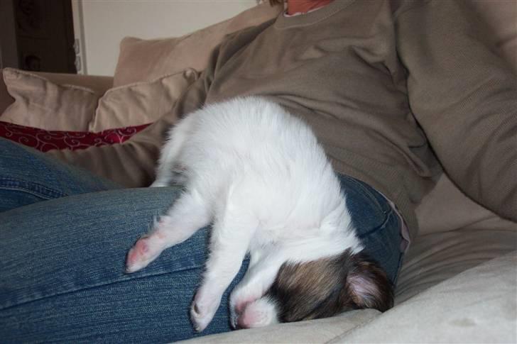 Phalene BS - jeg elsker at ligge hos min mor billede 9