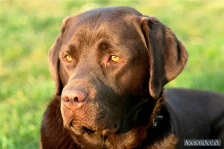Labrador retriever Malthe - 15. april 2008. Fotograf: Juliette du Plessis de Richelieu billede 1
