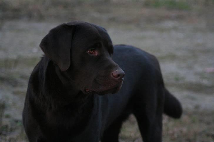 Labrador retriever Malthe - Feb. 2008 billede 2