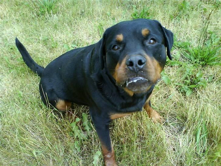 Rottweiler Whiskey - mums gumle....gnaske......skønt græs, hvem der bare var en ko billede 10