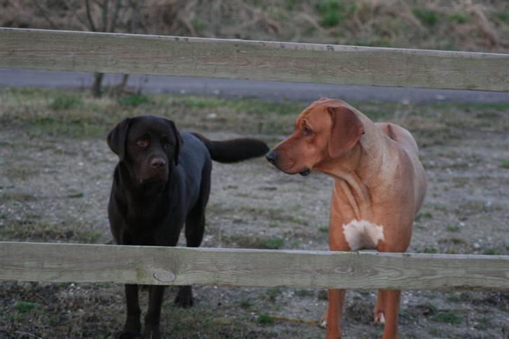Labrador retriever Malthe - Malthe og min gamle Rhodesian Ridgeback, Sasso (han er oprettet herinde af ny ejer). Feb. 2008 billede 3