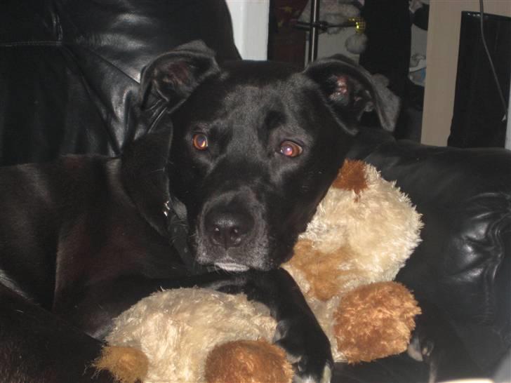 Blanding af racer Rocky billede 11