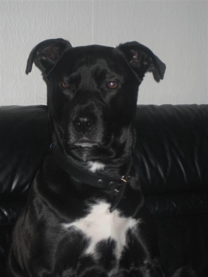 Blanding af racer Rocky billede 12