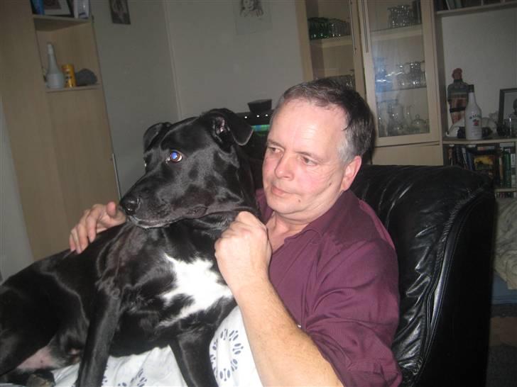 Blanding af racer Rocky billede 13