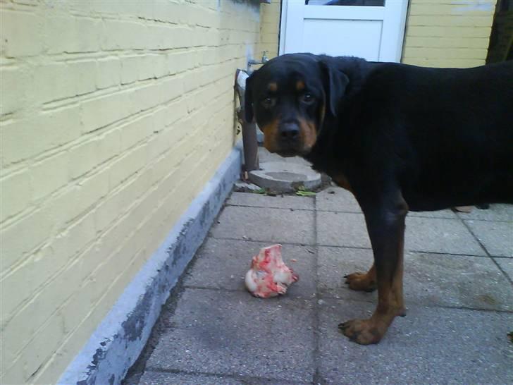 Rottweiler Whiskey - Mums moar det er bare guf det her billede 11