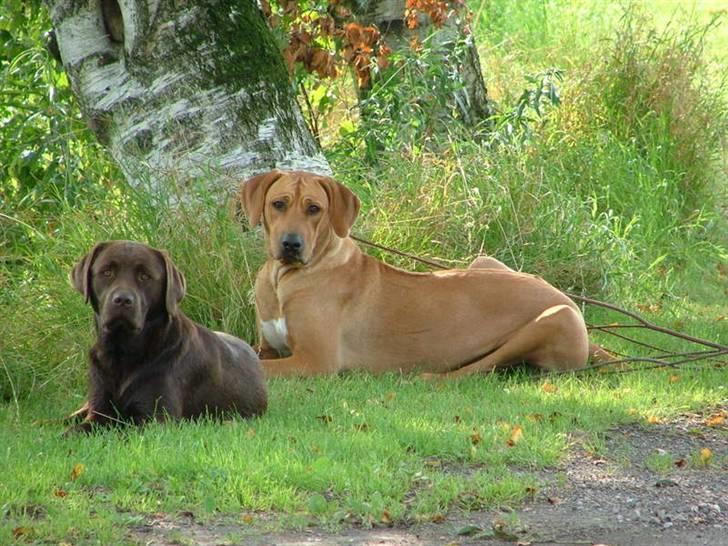 Labrador retriever Malthe - Malthe og min gamle Rhodesian Ridgeback, Sasso (han er oprettet herinde af ny ejer). sommer. 2007 billede 4
