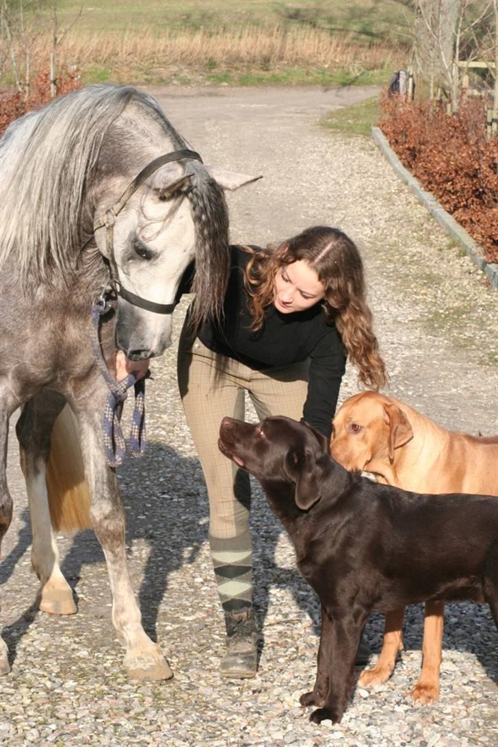 Labrador retriever Malthe - Lidt af "familie samlet. Min ene OX-hingst, Malthe, Sasso (min gamle Rhodesian Ridgeback) og jeg selv. billede 6