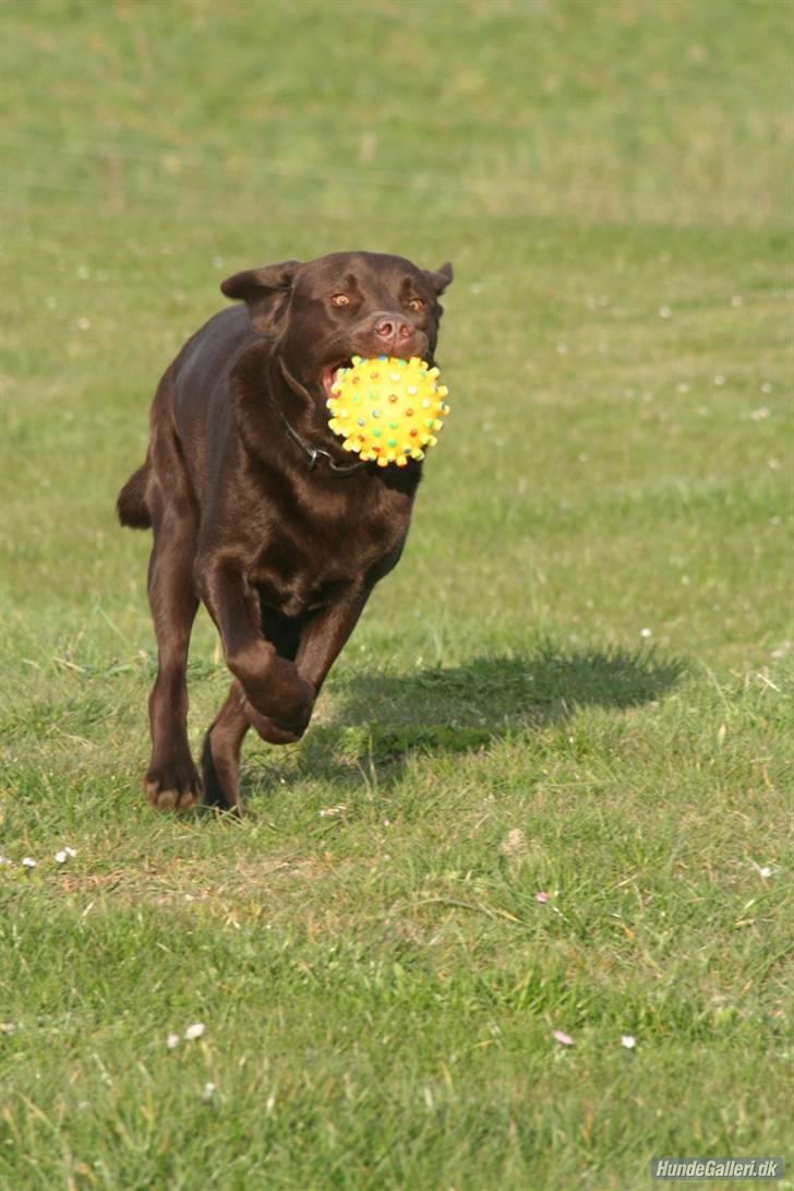 Labrador retriever Malthe - 15. april 2008. Fotograf: Kristina Outzen billede 7