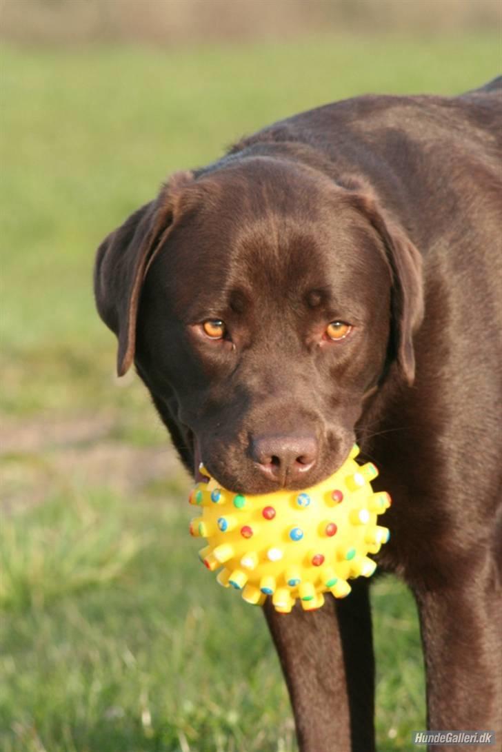Labrador retriever Malthe - 15. april 2008. Fotograf: Kristina Outzen billede 8