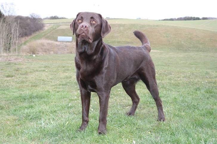 Labrador retriever Malthe - Er jeg lige lækker :-) 30. marts 2008 billede 9