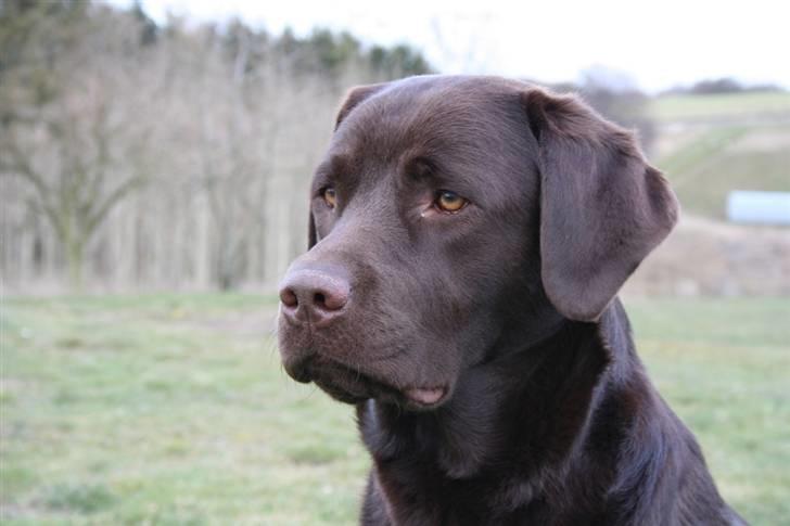 Labrador retriever Malthe - Hmm... tænke tænke, hvad vil hun mon?! 30. marts 2008 billede 10