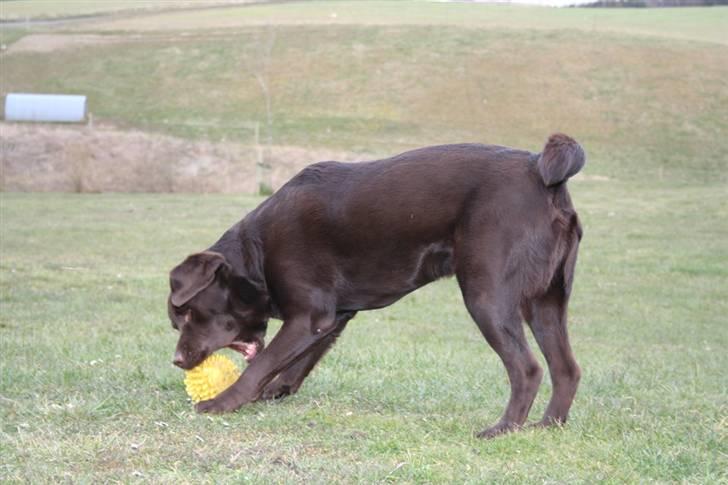 Labrador retriever Malthe - Nu skal den have nogle tæv... 30. marts 2008 billede 12