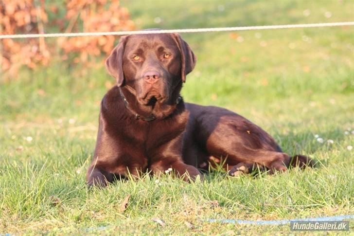 Labrador retriever Malthe - 15. april 2008. Fotograf: Juliette du Plessis de Richelieu billede 13